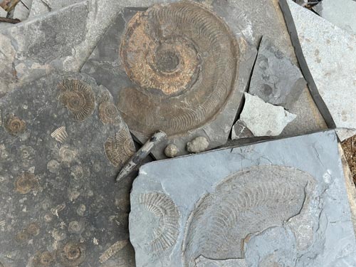 Fossilien suchen im Steinbruch